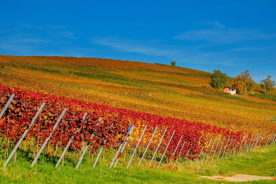 5 Wine Regions Emerging Due to Climate Change 